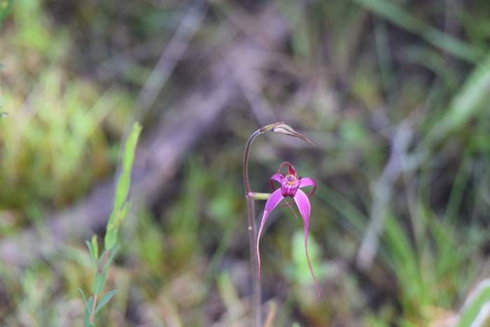 Caladenia - Pink spider orchid DSC_6768.JPG